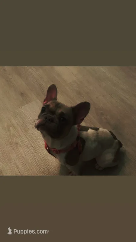 Kira  – French Bulldog puppy for sale in Lake Wales, FL