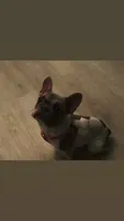 Kira , a female French Bulldog for sale in Lake Wales, FL – 1 of 3