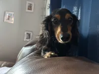 basilo , a male Miniature Dachshund for sale in Sebring, FL – 2 of 2