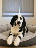 Zaro , a male Great Dane for sale in Sebring, FL – 1 of 1