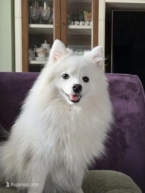 Kona  – Pomeranian puppy for sale in Lake Wales, FL