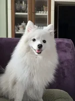 Kona , a female Pomeranian for sale in Lake Wales, FL – 1 of 1