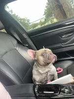 Kira , a female French Bulldog for sale in Lake Wales, FL – 2 of 4