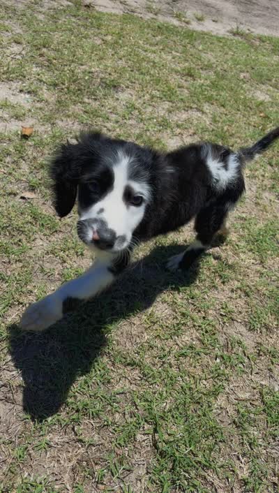 Apollo, a male Great Dane and English Setter for sale in Lake Wales, FL – 1 of 2