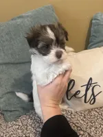 Erica, a female Havanese for sale in Piedmont, AL – Photo 1 of 5