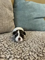 Erica, a female Havanese for sale in Piedmont, AL – Photo 5 of 5