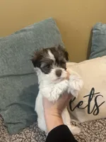 Erica, a female Havanese for sale in Piedmont, AL – Photo 2 of 5