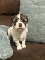 Erica, a female Havanese for sale in Piedmont, AL – Photo 4 of 5