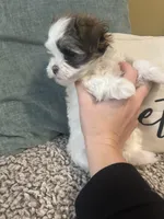 Eleven, “Elle” , a female Havanese for sale in Piedmont, AL – Photo 5 of 5