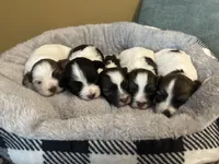 Eleven, “Elle” , a female Havanese for sale in Piedmont, AL – Photo 4 of 5