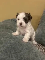 Eleven, “Elle” , a female Havanese for sale in Piedmont, AL – Photo 2 of 5