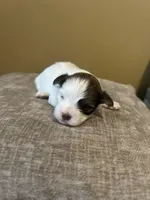 Eleven, “Elle” , a female Havanese for sale in Piedmont, AL – Photo 3 of 5