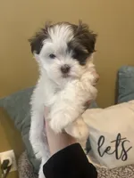 Eleven, “Elle” , a female Havanese for sale in Piedmont, AL – Photo 1 of 5