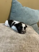 Eddie, a male Havanese for sale in Piedmont, AL – Photo 2 of 3