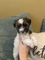 Nancy, a female Havanese for sale in Piedmont, AL – Photo 1 of 5