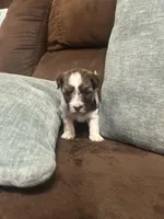 Nancy, a female Havanese for sale in Piedmont, AL – Photo 4 of 5