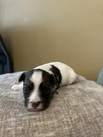 Nancy, a female Havanese for sale in Piedmont, AL – Photo 3 of 5