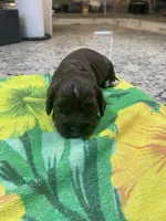 Chocolate , a male Cocker Spaniel for sale in New Braunfels, TX – 3 of 3