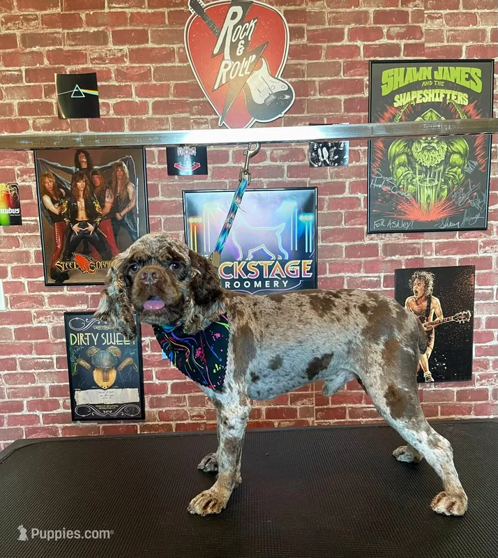 Saint – Cocker Spaniel puppy for sale in New Braunfels, TX