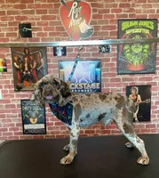 Saint, a male Cocker Spaniel for sale in New Braunfels, TX – 1 of 1