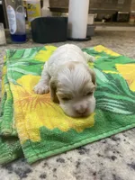 Buff Part #1, a male Cocker Spaniel for sale in New Braunfels, TX – 1 of 4