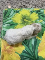 Buff Part #1, a male Cocker Spaniel for sale in New Braunfels, TX – 4 of 4