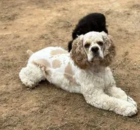 Kairo, a male Cocker Spaniel for sale in New Braunfels, TX – 2 of 3