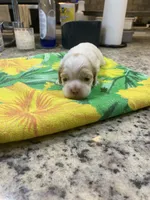 Buff Part #1, a male Cocker Spaniel for sale in New Braunfels, TX – 2 of 4