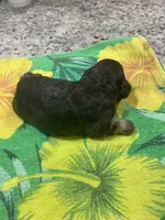 Chocolate Tan Point, a female Cocker Spaniel for sale in New Braunfels, TX – 2 of 5
