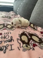 Buff Parti, a male Cocker Spaniel for sale in New Braunfels, TX – 3 of 4