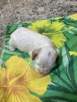 Buff Parti #2, a male Cocker Spaniel for sale in New Braunfels, TX – 4 of 4
