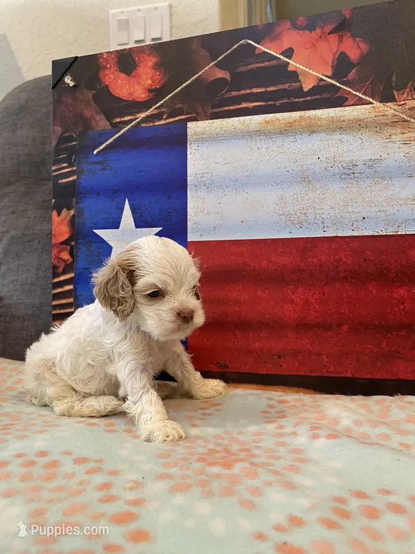 Buff Parti – Cocker Spaniel puppy for sale in New Braunfels, TX
