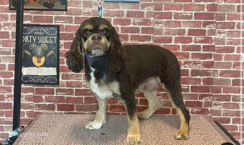 Sienna – Cocker Spaniel puppy for sale in New Braunfels, TX