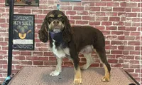 Sienna, a female Cocker Spaniel for sale in New Braunfels, TX – 1 of 1