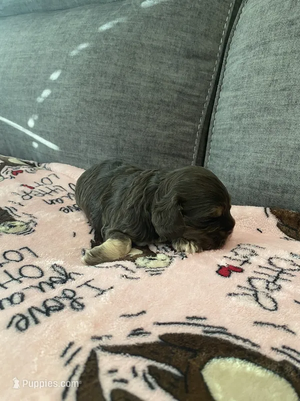Chocolate Tan Point – Cocker Spaniel puppy for sale in New Braunfels, TX