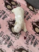 Buff Parti, a male Cocker Spaniel for sale in New Braunfels, TX – 4 of 4