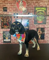 Brooklynn, a female Cocker Spaniel for sale in New Braunfels, TX – 1 of 2