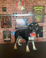 Brooklynn, a female Cocker Spaniel for sale in New Braunfels, TX – 2 of 2