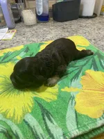 Chocolate Tan Point, a female Cocker Spaniel for sale in New Braunfels, TX – 3 of 5