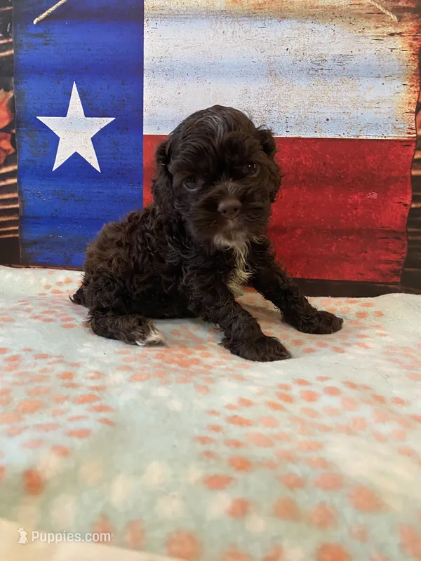Chocolate  – Cocker Spaniel puppy for sale in New Braunfels, TX