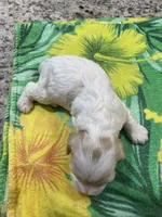 Buff Part #1, a male Cocker Spaniel for sale in New Braunfels, TX – 3 of 4