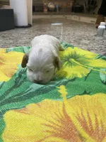 Buff Parti #2, a male Cocker Spaniel for sale in New Braunfels, TX – 3 of 4