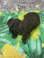 Chocolate , a male Cocker Spaniel for sale in New Braunfels, TX – 2 of 3