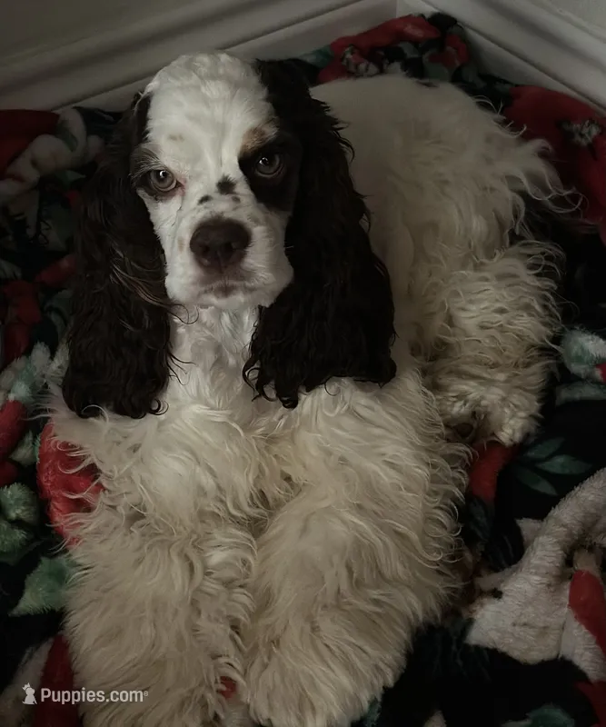 Serenity – Cocker Spaniel puppy for sale in New Braunfels, TX