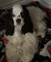 Serenity, a female Cocker Spaniel for sale in New Braunfels, TX – 1 of 1