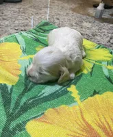 Buff Parti #2, a male Cocker Spaniel for sale in New Braunfels, TX – 2 of 4