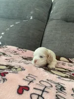 Buff Parti, a male Cocker Spaniel for sale in New Braunfels, TX – 2 of 4