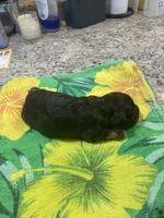 Chocolate Tan Point, a female Cocker Spaniel for sale in New Braunfels, TX – 5 of 5