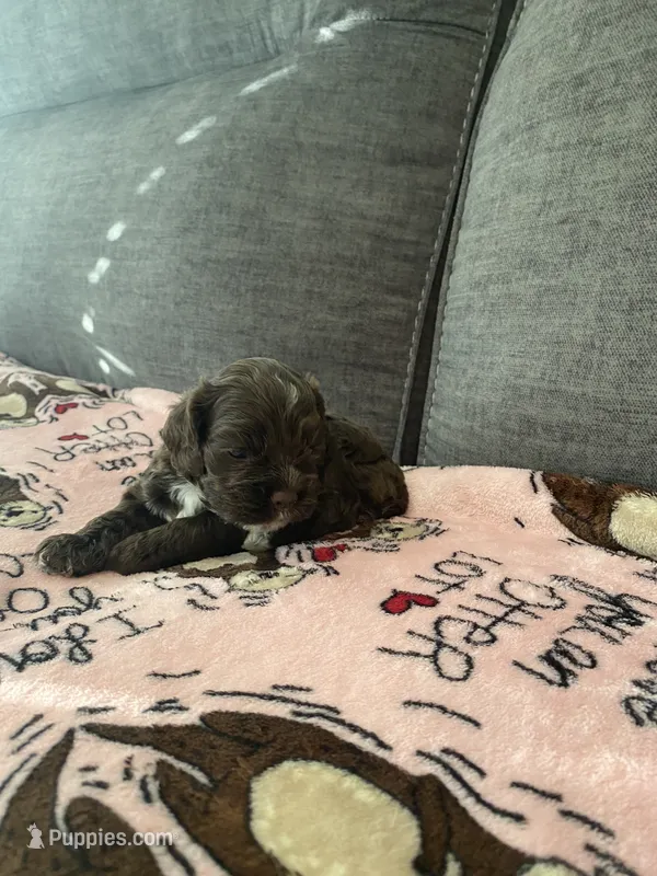 Chocolate  – Cocker Spaniel puppy for sale in New Braunfels, TX