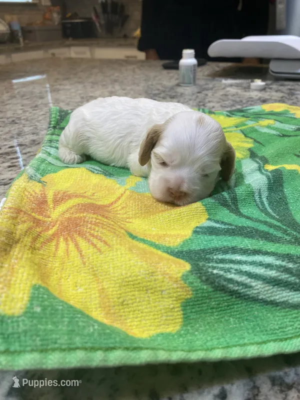 Buff Parti #2 – Cocker Spaniel puppy for sale in New Braunfels, TX